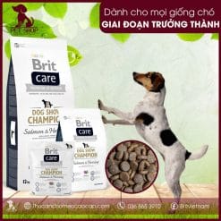 Brit Care Dog Show Champion