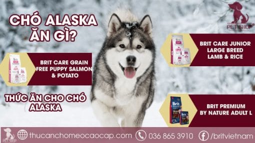 Chó alaska ăn gì