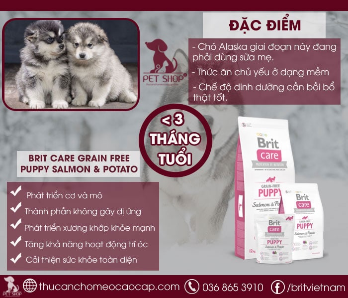 Chó Alaska ăn gì giai đoạn dưới 3 tháng tuổi