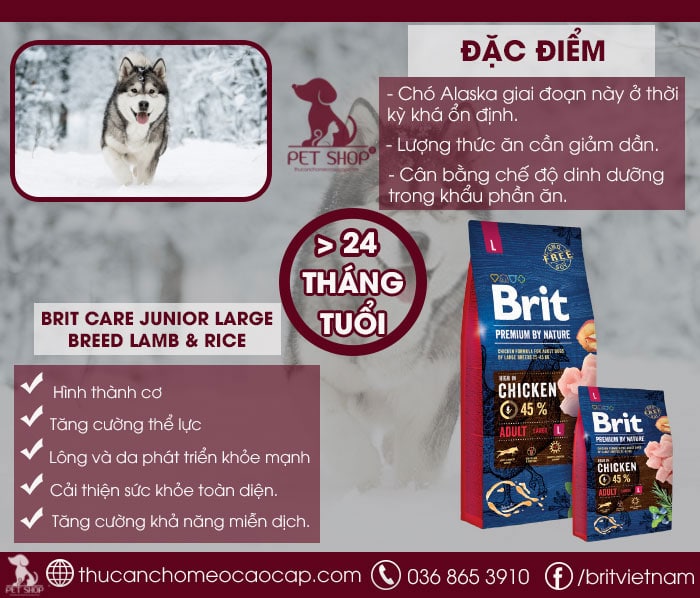Chó Alaska ăn gì giai đoạn từ 24 tháng trở lên (Giai đoạn trưởng thành)
