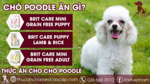 chó poodle ăn gì