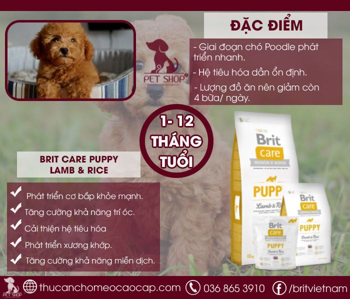 thức ăn cho chó poodle 1-12 tháng tuổi