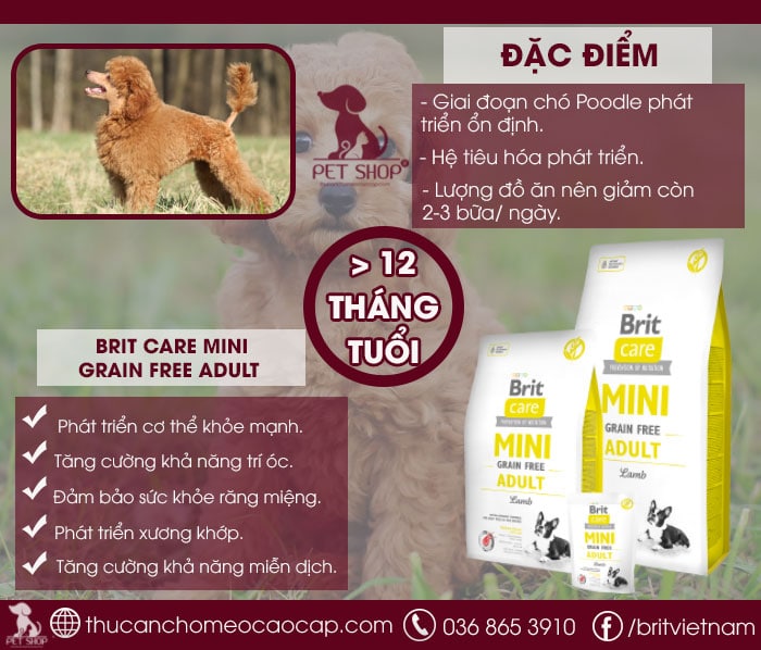 thức ăn cho chó poodle trưởng thành