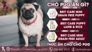 chó pug ăn gì