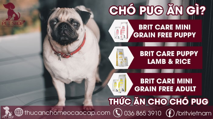 Chó Pug ăn gì chó pug ăn gì