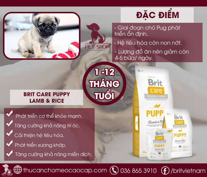 chó pug ăn gì