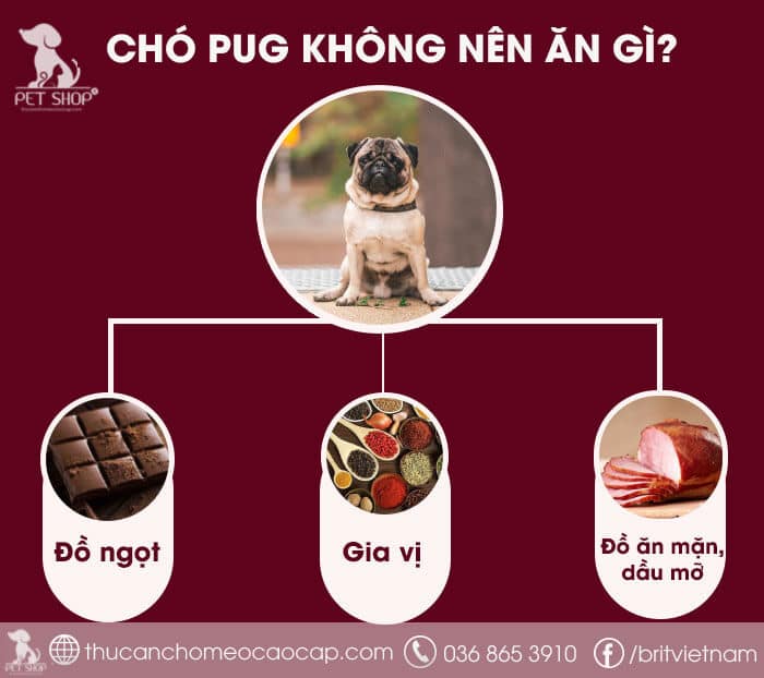 Chó pug không nên ăn gì Chó pug không nên ăn gì