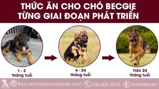 Thức ăn cho chó becgie Đức, Bỉ, Hà Lan theo từng giai đoạn phát triển