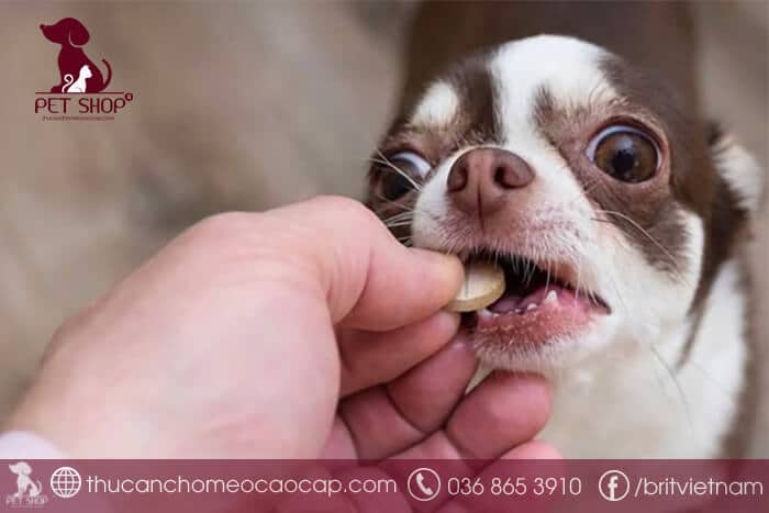 Làm thế nào để phòng ngừa bệnh sán chó? Làm thế nào để phòng ngừa bệnh sán chó?