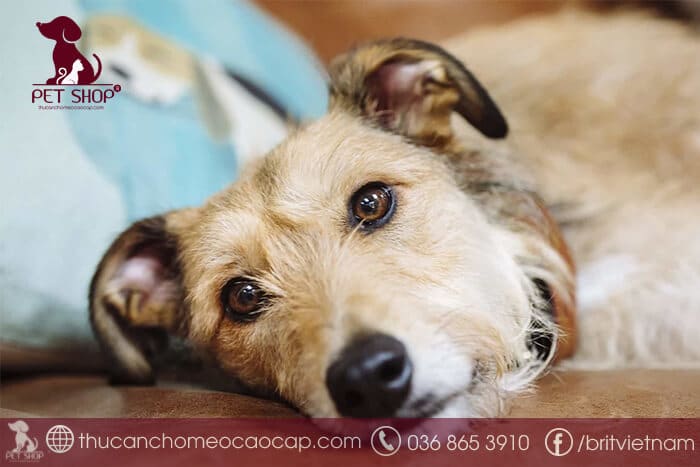 Bệnh sán chó có chữa được không Bệnh sán chó có chữa được không