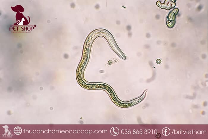 Nguyên nhân bệnh sán chó là gì? Nguyên nhân bệnh sán chó là gì?