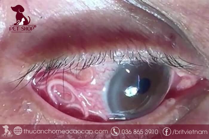 Dấu hiệu bị sán chó giai đoạn đầu Dấu hiệu bị sán chó giai đoạn đầu