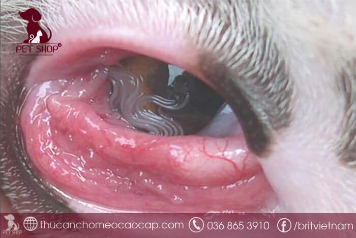 Bệnh sán chó do ấu trùng di chuyển vào mắt Bệnh sán chó do ấu trùng di chuyển vào mắt