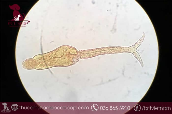 Giun đũa chó có nguy hiểm không? Giun đũa chó có nguy hiểm không?