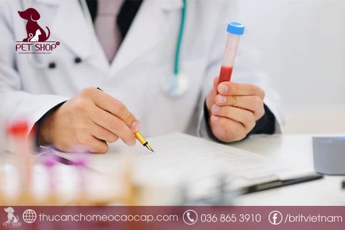 Bệnh sán chó có chữa được không? Bệnh sán chó có chữa được không?