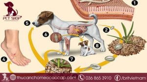 Bệnh sán chó có chữa được không