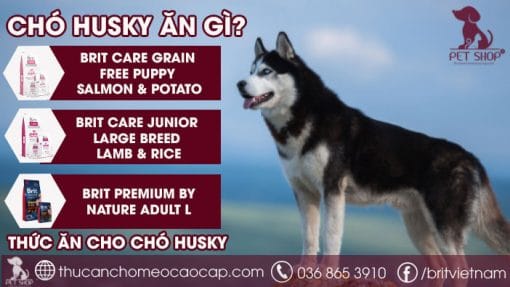 Chó husky ăn gì