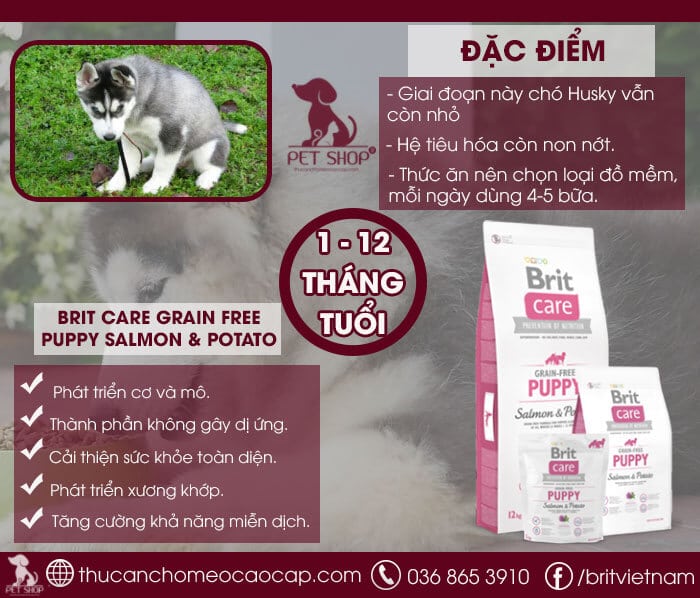 Chó Husky ăn gì giai đoạn dưới 3 tháng tuổi