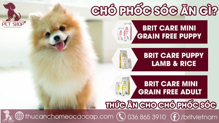 Chó phốc sóc ăn gì Chó phốc sóc ăn gì
