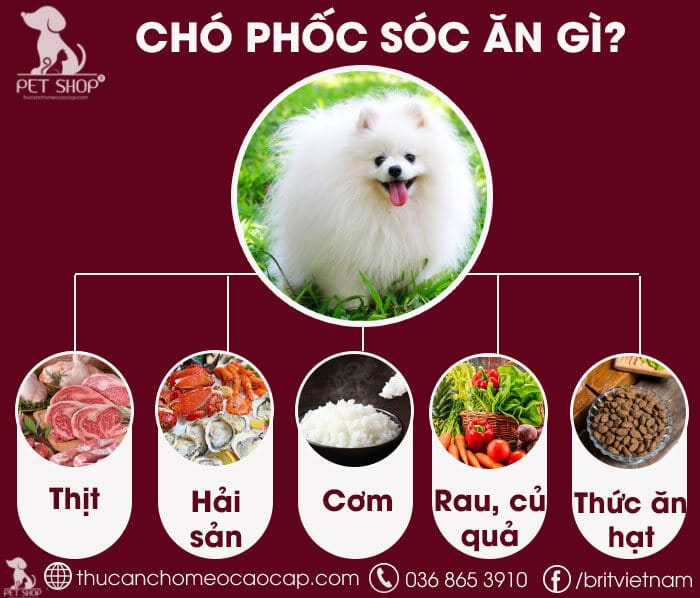 Chó phốc sóc ăn gì Chó phốc sóc ăn gì