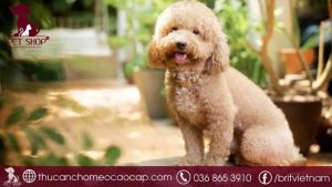 Chó Poodle bao nhiêu tiền