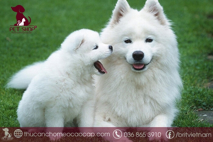 giống chó samoyed giá bao nhiêu giống chó samoyed giá bao nhiêu