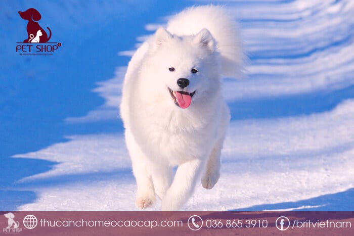 giá chó samoyed giá chó samoyed