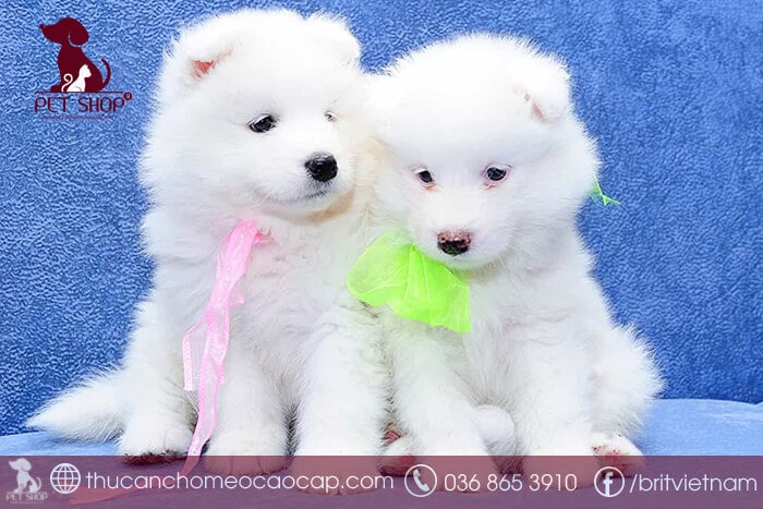 giống chó samoyed giá bao nhiêu giống chó samoyed giá bao nhiêu