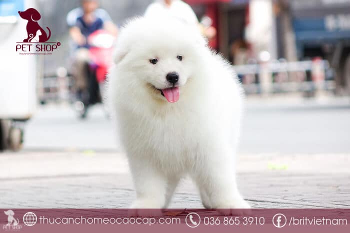 giá samoyed thuần chủng giá samoyed thuần chủng