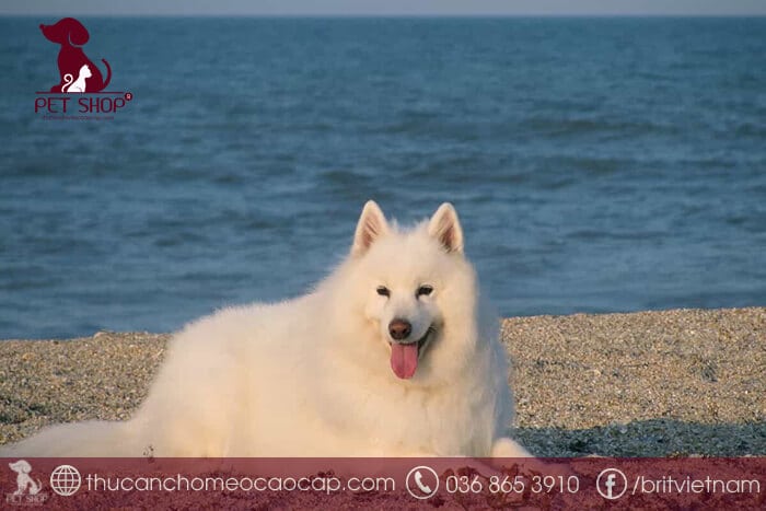 bán chó samoyed thuần chủng bán chó samoyed thuần chủng
