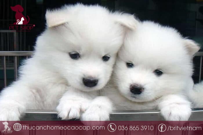 giống chó samoyed bao nhiêu tiền giống chó samoyed bao nhiêu tiền