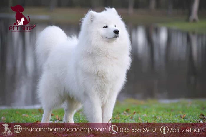 chó samoyed bao nhiêu tiền chó samoyed bao nhiêu tiền