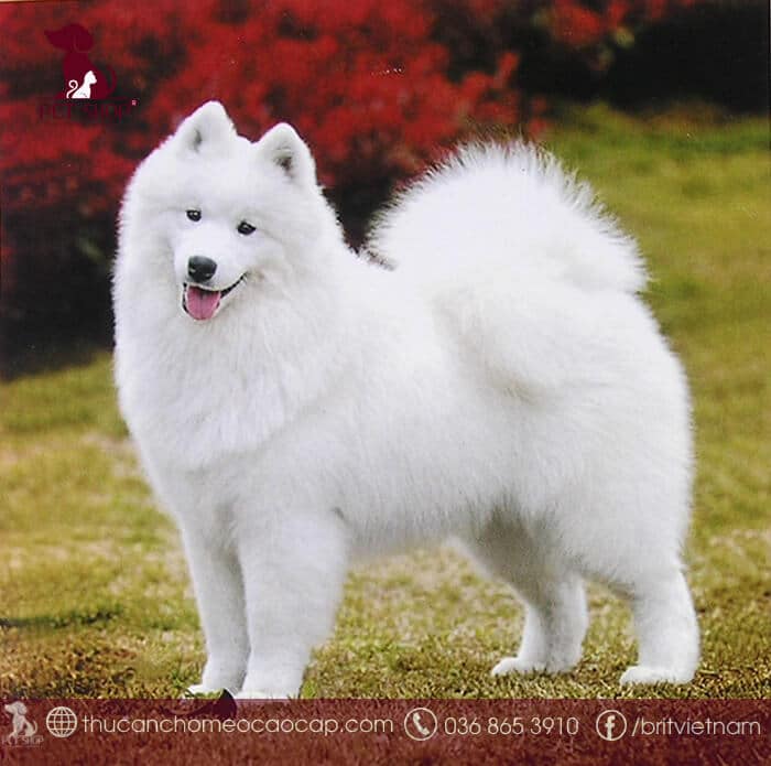 chó tuyết giá bao nhiêu chó tuyết giá bao nhiêu