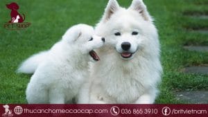 Giống chó Samoyed giá bao nhiêu