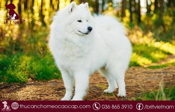Khi mua chó Samoyed cần chú ý gì? Khi mua chó Samoyed cần chú ý gì?