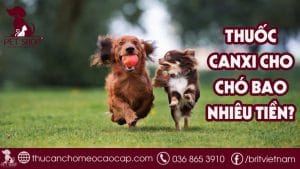Thuốc canxi cho chó bao nhiêu tiền