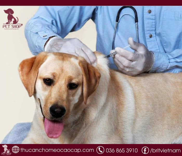 cách bổ sung canxi cho chó cách bổ sung canxi cho chó