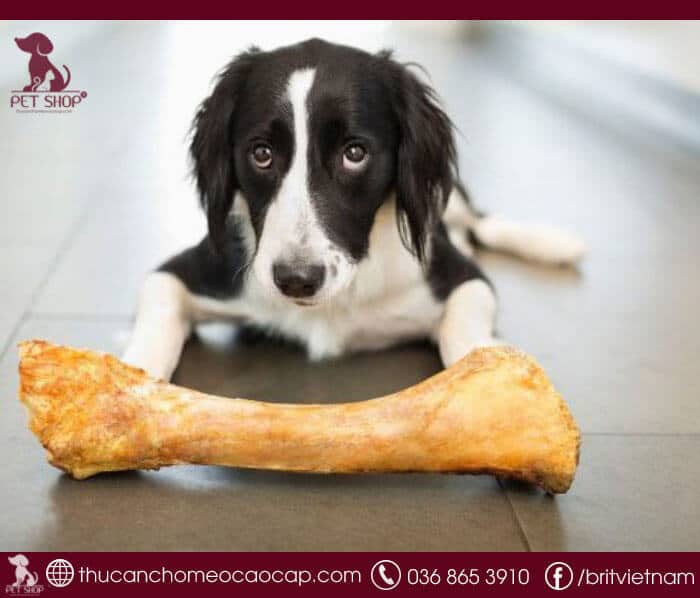 thuốc bổ sung canxi cho chó thuốc bổ sung canxi cho chó