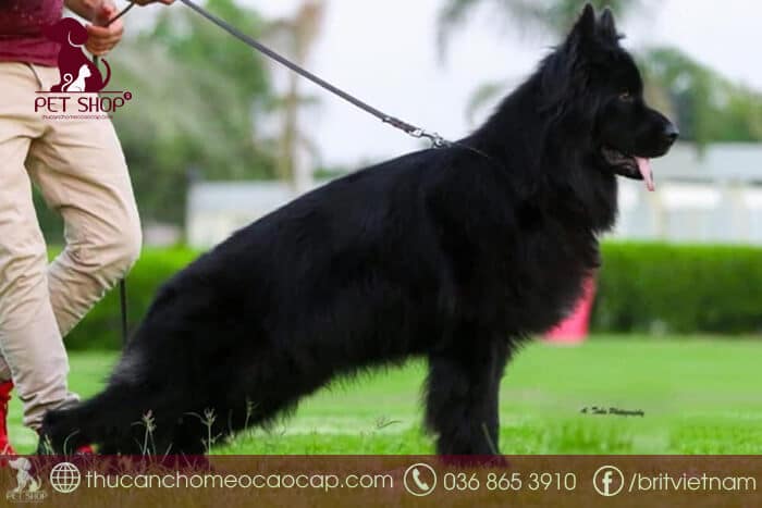 Chó Becgie Đức màu đen