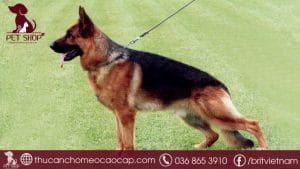 Chó Becgie đức giá bao nhiêu?