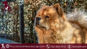 Chó Chow Chow giá bao nhiêu