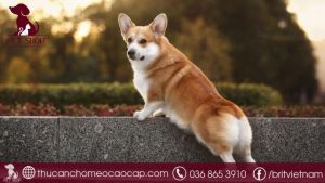 Chó Corgi giá bao nhiêu tiền