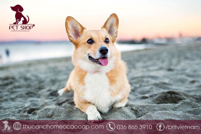 giống chó corgi giá bao nhiêu
