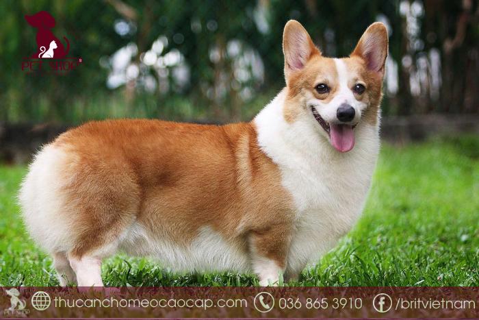 chó corgi bao nhiêu tiền