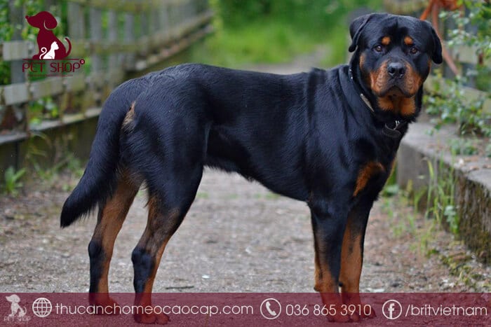 bán chó rottweiler thuần chủng