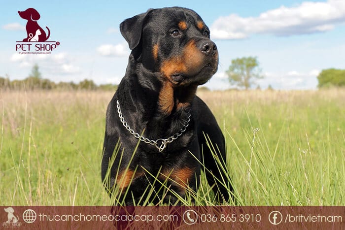 Chó Rottweiler dòng đại