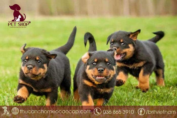 Các dòng Rottweiler lai phổ biến hiện nay