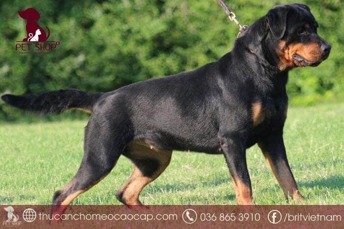 giá chó rottweiler thuần chủng