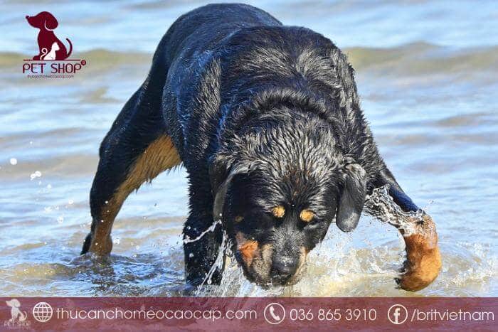 Giá chó Rottweiler nhập khẩu châu Âu