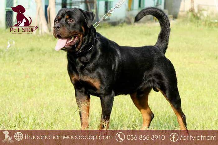 chó rottweiler giá bao nhiêu